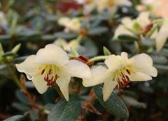 R.megeratum